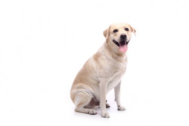 Beyaz arka plan önünde güzel mutlu köpek