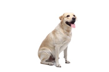 Beyaz arka plan önünde güzel mutlu köpek