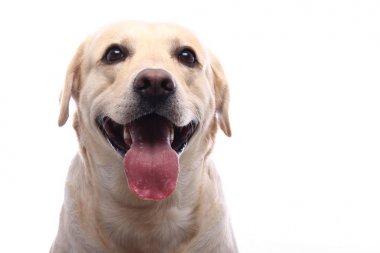 Beyaz arka plan önünde güzel mutlu köpek