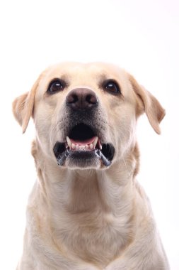 Beyaz arka plan önünde güzel mutlu köpek