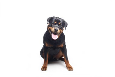 Beyaz arka plan önünde güzel mutlu köpek