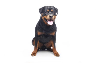 Beyaz arka plan önünde güzel mutlu köpek