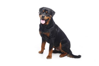 Beyaz arka plan önünde güzel mutlu köpek