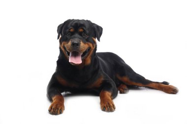Beyaz arka plan önünde güzel mutlu köpek