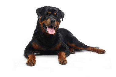 Beyaz arka plan önünde güzel mutlu köpek