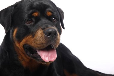 Beyaz arka plan önünde güzel mutlu köpek