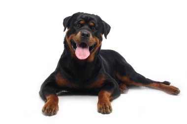 Beyaz arka plan önünde güzel mutlu köpek