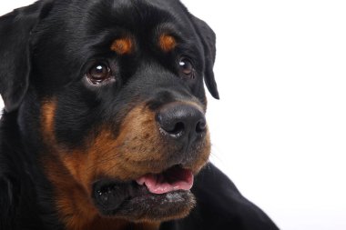 Beyaz arka plan önünde güzel mutlu köpek