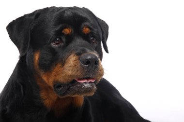 Beyaz arka plan önünde güzel mutlu köpek