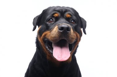 Beyaz arka plan önünde güzel mutlu köpek