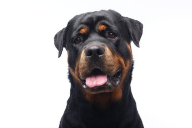 Beyaz arka plan önünde güzel mutlu köpek