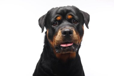 Beyaz arka plan önünde güzel mutlu köpek