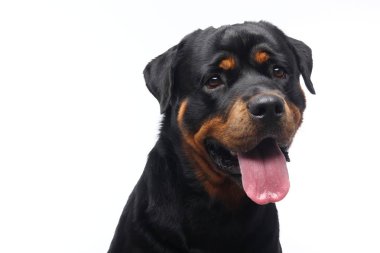 Beyaz arka plan önünde güzel mutlu köpek