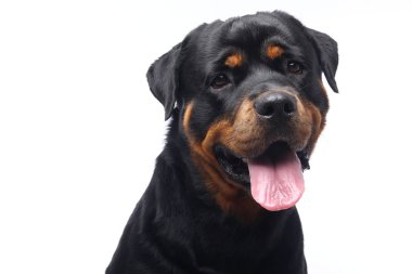 Beyaz arka plan önünde güzel mutlu köpek