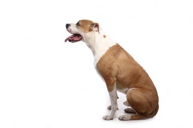 Beyaz arka plan önünde güzel mutlu köpek