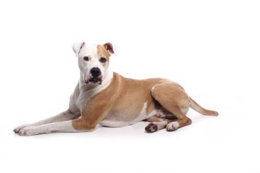 Beyaz arka plan önünde güzel mutlu köpek