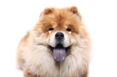 Beyaz arka plan önünde güzel köpek