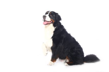 Beyaz arka plan önünde güzel köpek