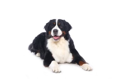 Beyaz arka plan önünde güzel köpek