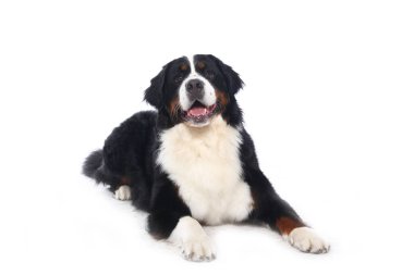 Beyaz arka plan önünde güzel köpek