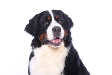 Beyaz arka plan önünde güzel köpek