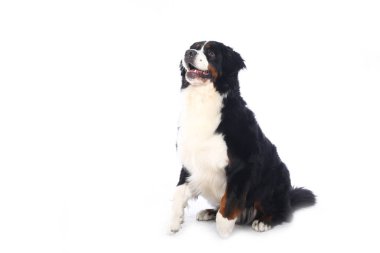 Beyaz arka plan önünde güzel köpek