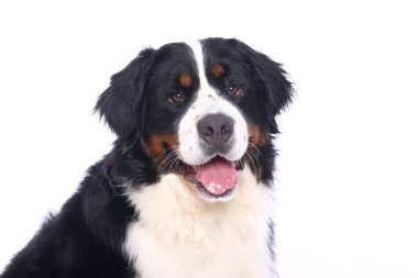 Beyaz arka plan önünde güzel köpek