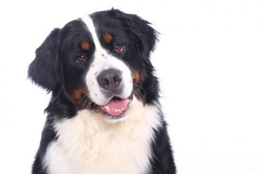 Beyaz arka plan önünde güzel köpek