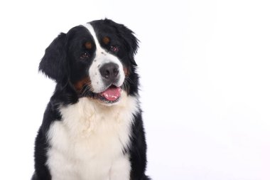 Beyaz arka plan önünde güzel köpek