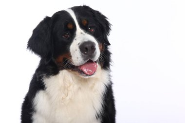 Beyaz arka plan önünde güzel köpek