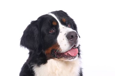 Beyaz arka plan önünde güzel köpek