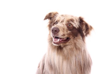 Beyaz arka plan önünde güzel mutlu köpek