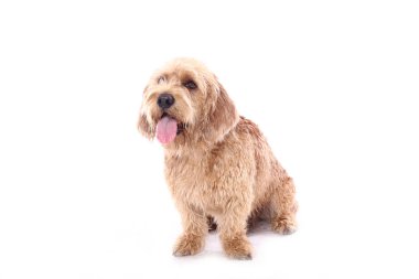 Beyaz arka plan önünde güzel mutlu köpek
