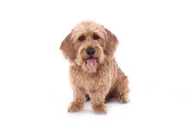 Beyaz arka plan önünde güzel mutlu köpek