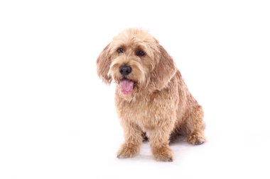 Beyaz arka plan önünde güzel mutlu köpek