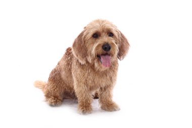 Beyaz arka plan önünde güzel mutlu köpek