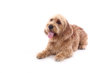 Beyaz arka plan önünde güzel mutlu köpek