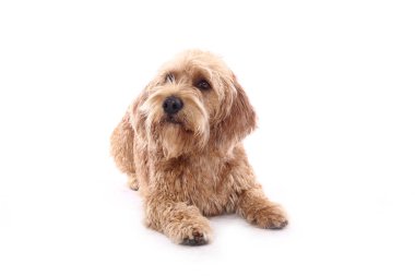 Beyaz arka plan önünde güzel mutlu köpek