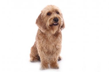 Beyaz arka plan önünde güzel mutlu köpek