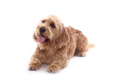 Beyaz arka plan önünde güzel mutlu köpek