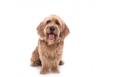 Beyaz arka plan önünde güzel mutlu köpek