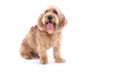 Beyaz arka plan önünde güzel mutlu köpek