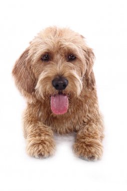 Beyaz arka plan önünde güzel mutlu köpek
