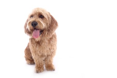 Beyaz arka plan önünde güzel mutlu köpek