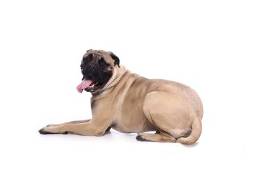 Beyaz arka plan önünde güzel mutlu köpek