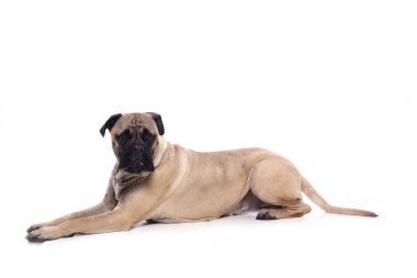 Beyaz arka plan önünde güzel mutlu köpek