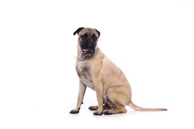 Beyaz arka plan önünde güzel mutlu köpek