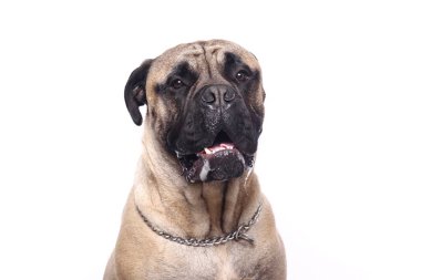 Beyaz arka plan önünde güzel mutlu köpek