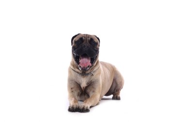 Beyaz arka plan önünde güzel mutlu köpek