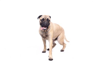 Beyaz arka plan önünde güzel mutlu köpek